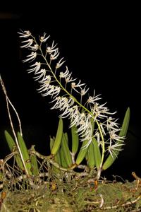 Dendrobium wassellii