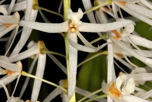 Dendrobium wassellii