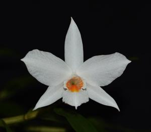 Dendrobium wattii