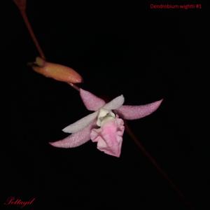 Dendrobium wightii