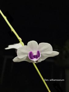 Dendrobium williamsianum