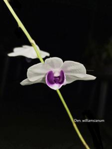 Dendrobium williamsianum