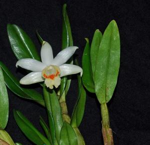 Dendrobium williamsonii