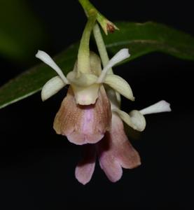 Dendrobium woodsii