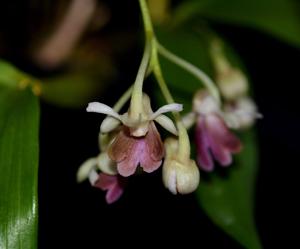 Dendrobium woodsii