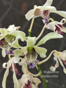 Dendrobium wulaiense