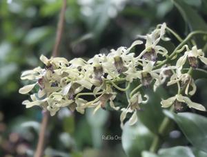 Dendrobium wulaiense