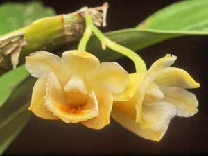 Dendrobium ypsilon