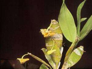 Dendrobium ypsilon