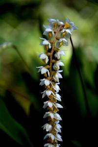 Coelogyne cobbiana