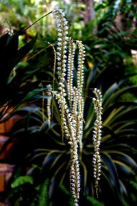 Coelogyne cobbiana