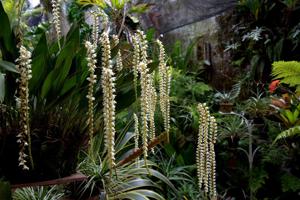 Coelogyne cobbiana