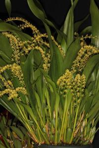 Dendrochilum gracile