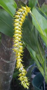 Coelogyne magna