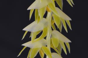 Coelogyne magna