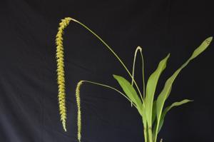 Coelogyne magna