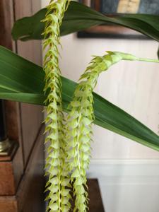 Coelogyne magna