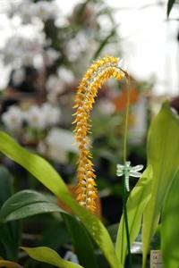 Coelogyne magna