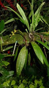 Coelogyne pubescens
