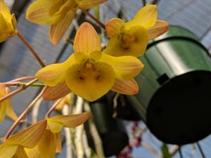 Dendrobium friedericksianum