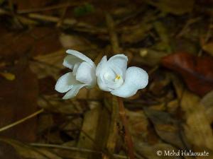 Didymoplexis pallens