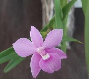 Dimerandra emarginata