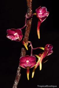 Dendrobium dianiae