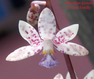 Dipodium pictum
