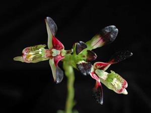 Disa atricapilla