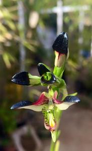 Disa atricapilla