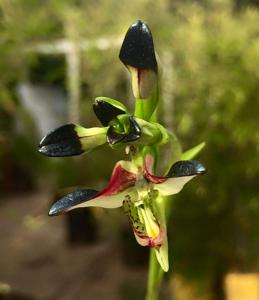 Disa atricapilla