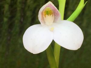 Disa tripetaloides