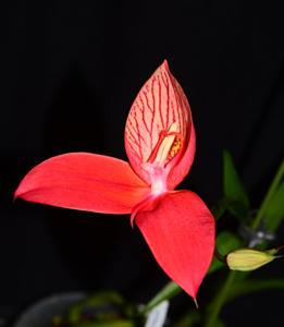 Disa uniflora