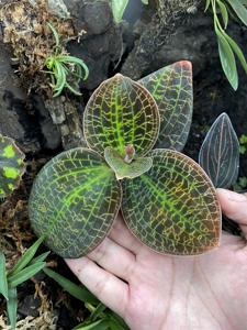 Dossinia marmorata