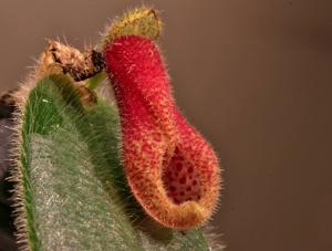 Dresslerella caesariata