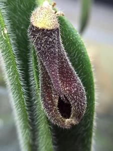 Dresslerella caesariata