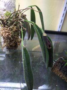 Dresslerella caesariata