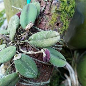 Dresslerella hispida