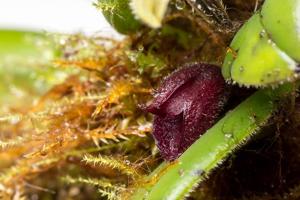 Dresslerella hispida