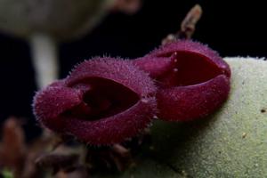 Dresslerella hispida