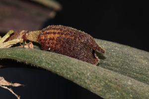 Dresslerella pertusa