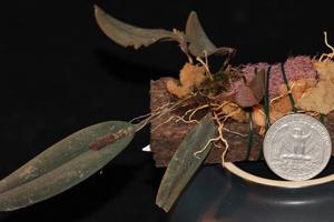 Dresslerella pertusa