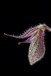 Dresslerella pilosissima