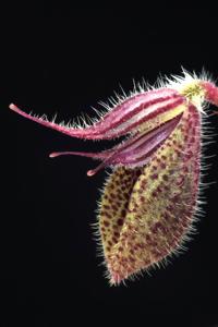 Dresslerella pilosissima