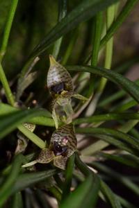 Dryadella simula