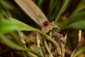 Dryadella simula