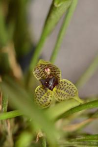 Dryadella simula