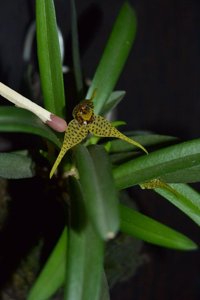 Dryadella zebrina