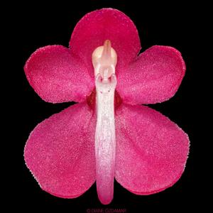 Dyakia hendersoniana