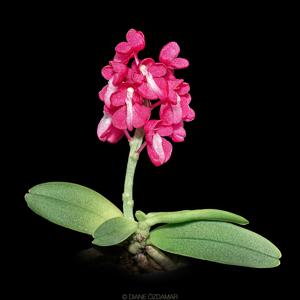 Dyakia hendersoniana